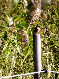 (Passeriformes: Muscicapidae) Saxicola rubicola, Svarthakad buskskvätta / Stonechat