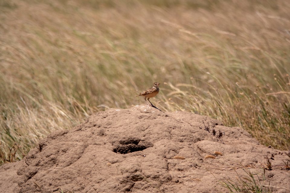 (Passeriformes: Alaudidae) Mirafra africana, Rödnackad lärka / Rufous-naped lark