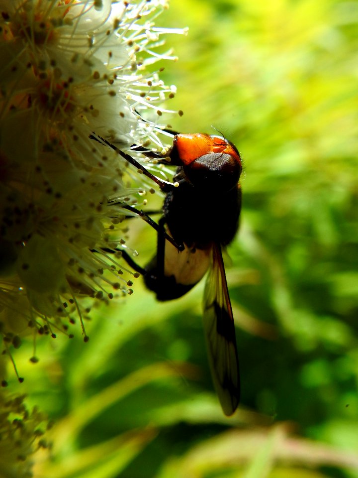 (Diptera: Syrphidae) Volucella pellucens, Fönsterblomfluga / Pellucid hoverfly