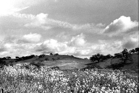 California Pastoral 3