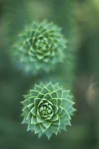 Growth macro closeup photo