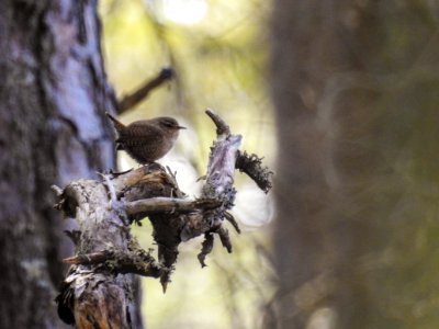 (Passeriformes: Troglodytidae) Troglodytes troglodytes, Gärdsmyg / Wren