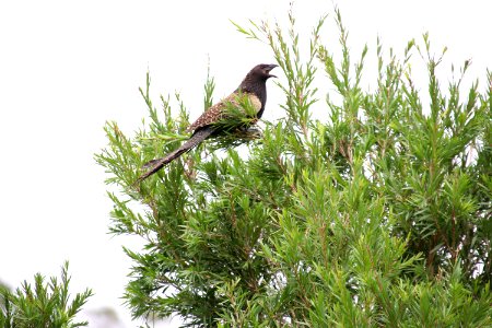 Morning' singing