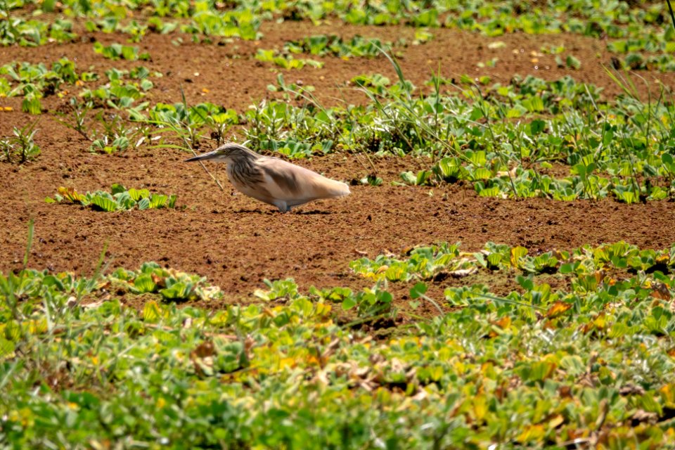 (Pelecaniformes: Ardeidae) Ardeola ralloides, Rallhäger / Squacco heron