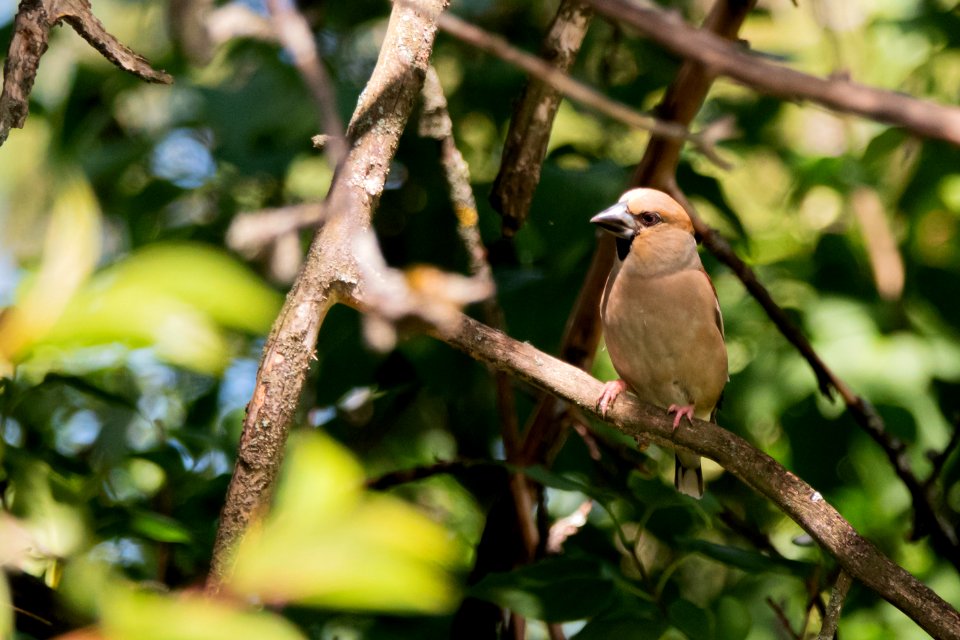(Passeriformes: Fringillidae) Coccothraustes coccothraustes, Stenknäck / Hawfinch