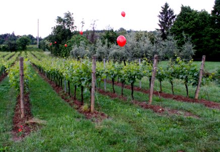 zz-Bolesina-Vigneto-GuardandoaSud-Ridotta