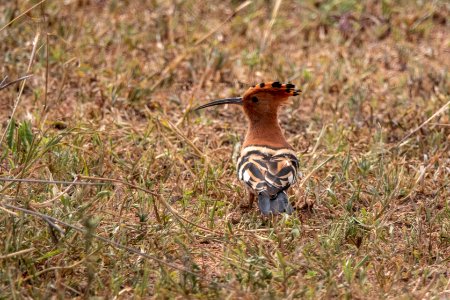 (Bucerotiformes: Upupidae) Upupa africana, Afrikansk härfågel / African hoopoe