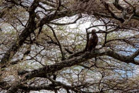 (Accipitriformes: Accipitridae) Circaetus cinereus, Brun ormörn / Brown snake eagle