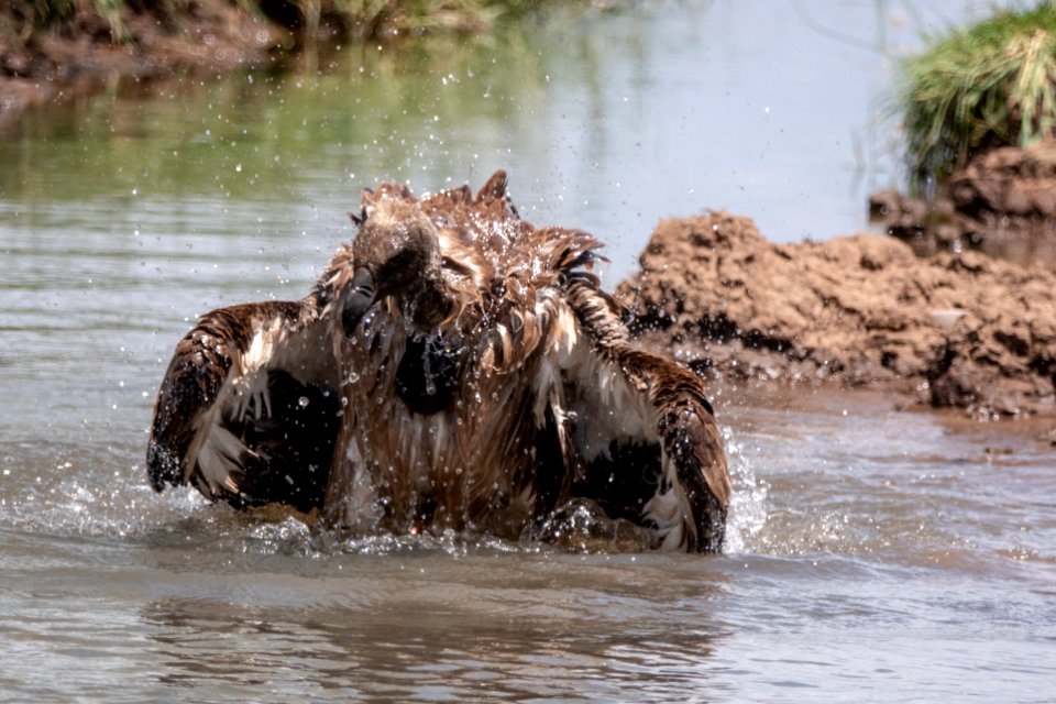 (Accipitriformes: Accipitridae) Gyps africanus, Vitryggig gam / White-backed vulture