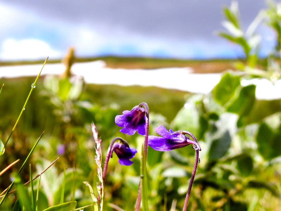(Lamiales: Lentibulariaceae) Pinguicula vulgaris, Tätört / Butterwort