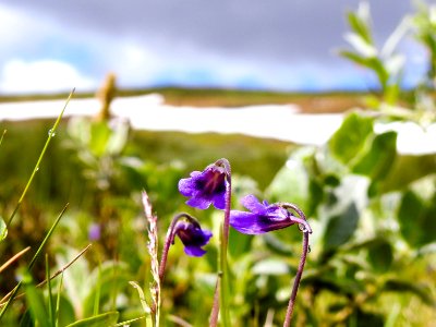 (Lamiales: Lentibulariaceae) Pinguicula vulgaris, Tätört / Butterwort