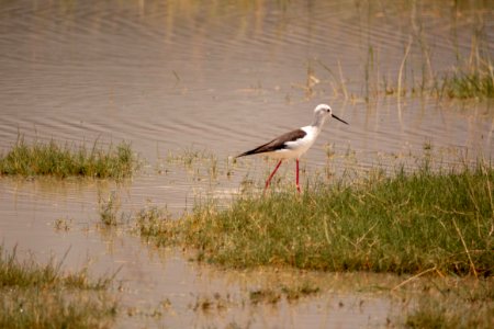 (Charadriiformes: Recurvirostridae) Himantopus himantopus, Styltlöpare / Black-winged stilt