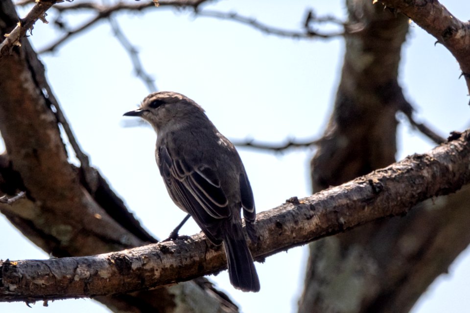 (Passeriformes: Muscicapidae) Bradornis microrhynchus, Törnflugsnappare / African grey flycatcher