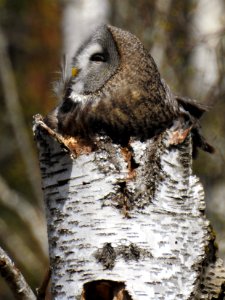 (Strigiformes: Strigidae) Strix nebulosa ♀, Lappuggla / Great grey owl