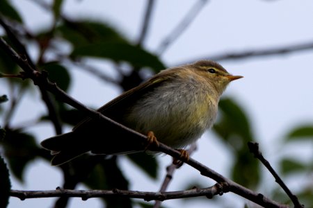(Passeriformes: Phylloscopidae) Phylloscopus trochilus, Lövsångare / Willow warbler