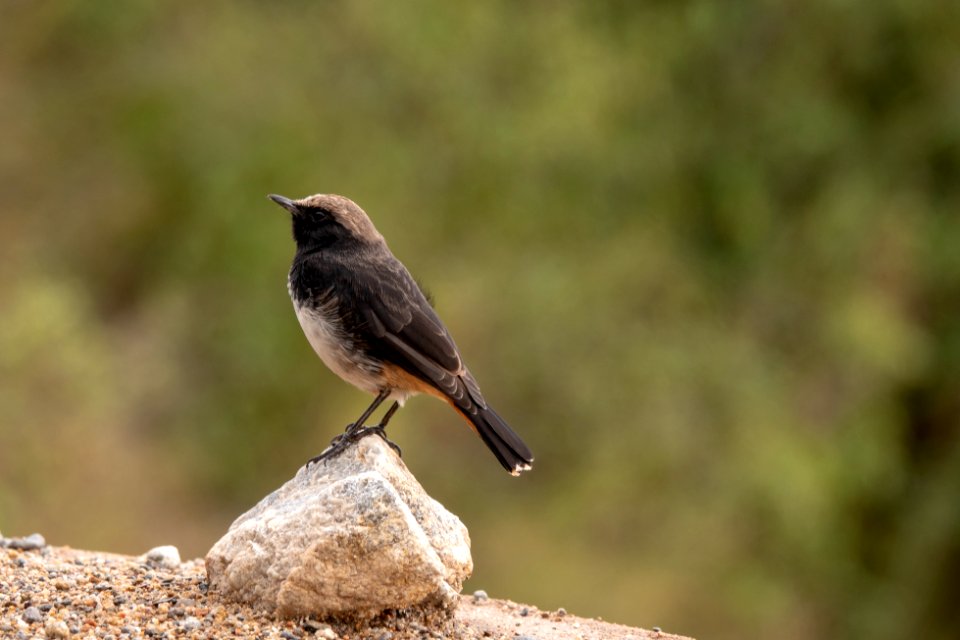 (Passeriformes: Muscicapidae) Oenanthe lugens, Sorgstenskvätta / Mourning wheatear