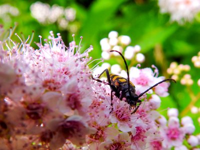 (Coleoptera: Cerambycidae) Leptura quadrifasciata ♀, Fyrbandad blombock / Four-banded longhorn beetle