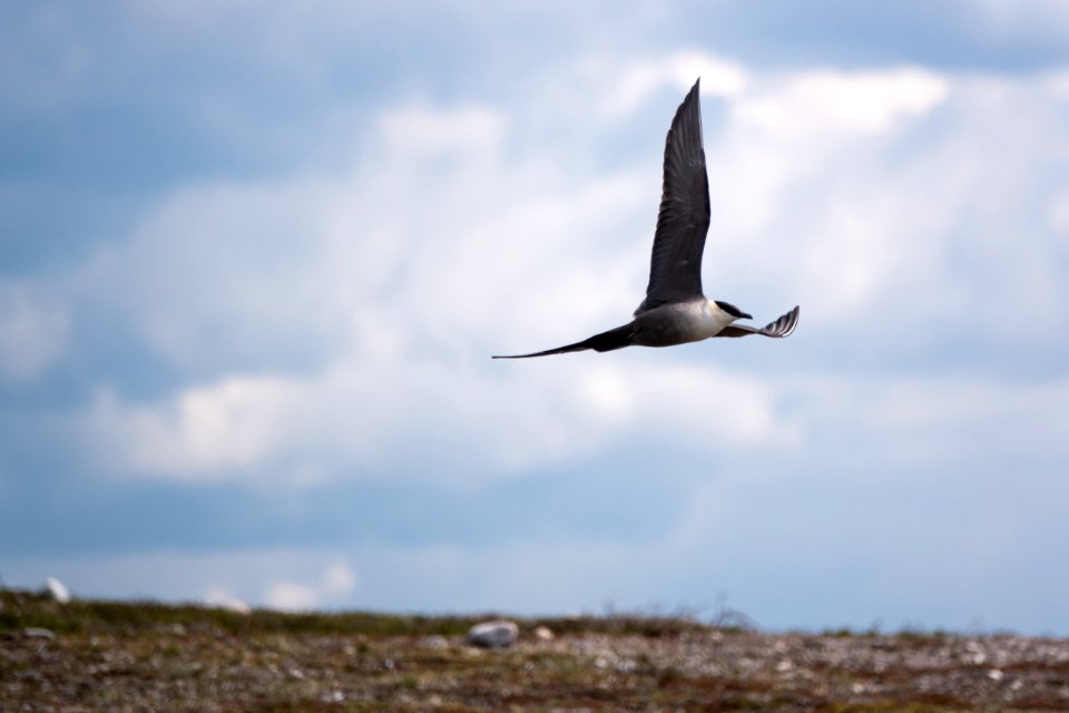 (Charadriiformes: Stercorariidae) Stercorarius longicaudus, Fjällabb / Long-tailed skua