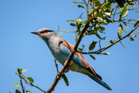 (Coraciiformes: Coraciidae) Coracias garrulus, Blåkråka / European roller photo