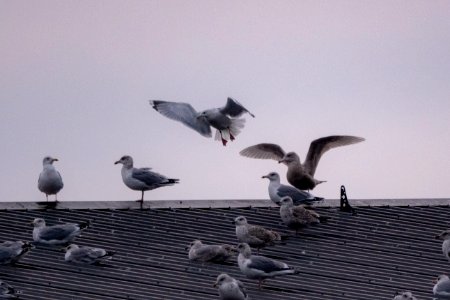 (Charadriiformes: Laridae) Larus hyperboreus, Vittrut / Glaucous gull