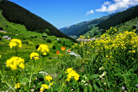 Orange flower rize plateau
