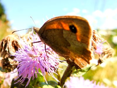 (Lepidoptera: Nymphalidae) Maniola jurtina, Slåttergräsfjäril / Meadow brown photo