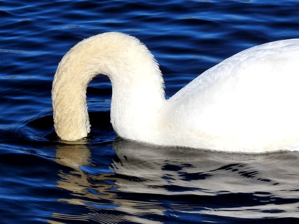 (Anseriformes: Anatidae) Cygnus olor, Knölsvan / Mute swan