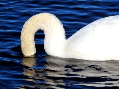 (Anseriformes: Anatidae) Cygnus olor, Knölsvan / Mute swan