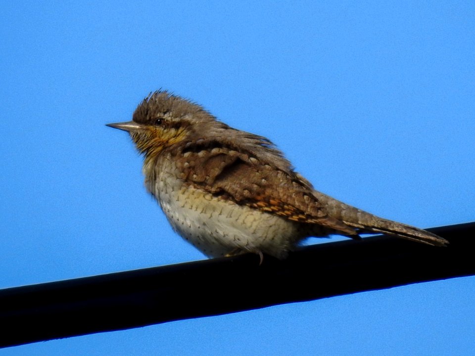 (Passeriformes: Picidae) Jynx torquilla, Göktyta / Wryneck