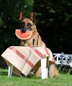 Belgian shepherd dog summer funny