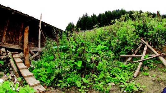 Çahçor yaylası Senoz Çayeli Rize
