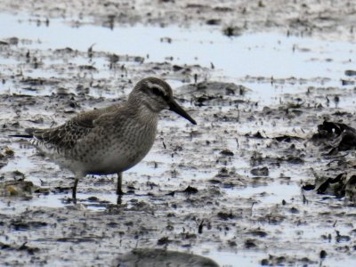 (Charadriiformes: Scolopacidae) Calidris canutus, Kustsnäppa / Red knot photo