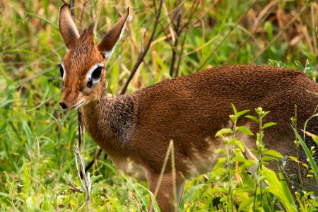 (Artiodactyla: Bovidae) Madoqua kirkii, Kirks dik-dik / Kirk's dik-dik