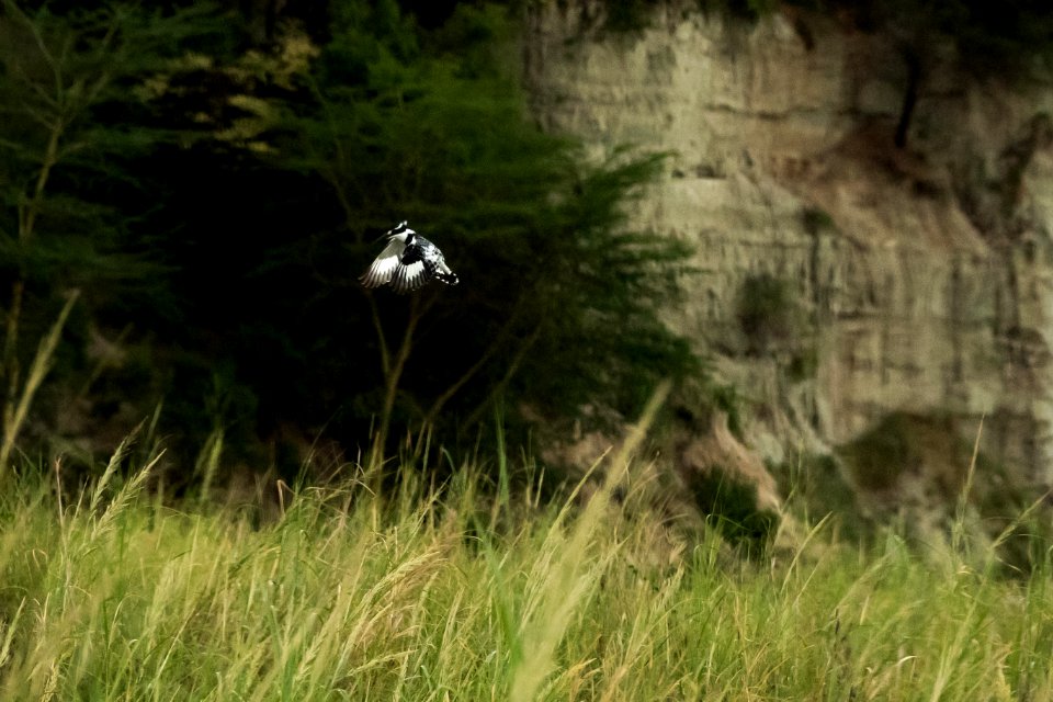 (Coraciiformes: Alcedinidae) Ceryle rudis, Gråfiskare / Pied kingfisher