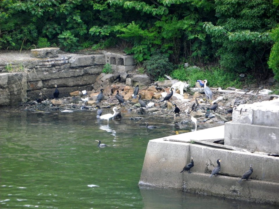 Great Cormorant and Grey Heron