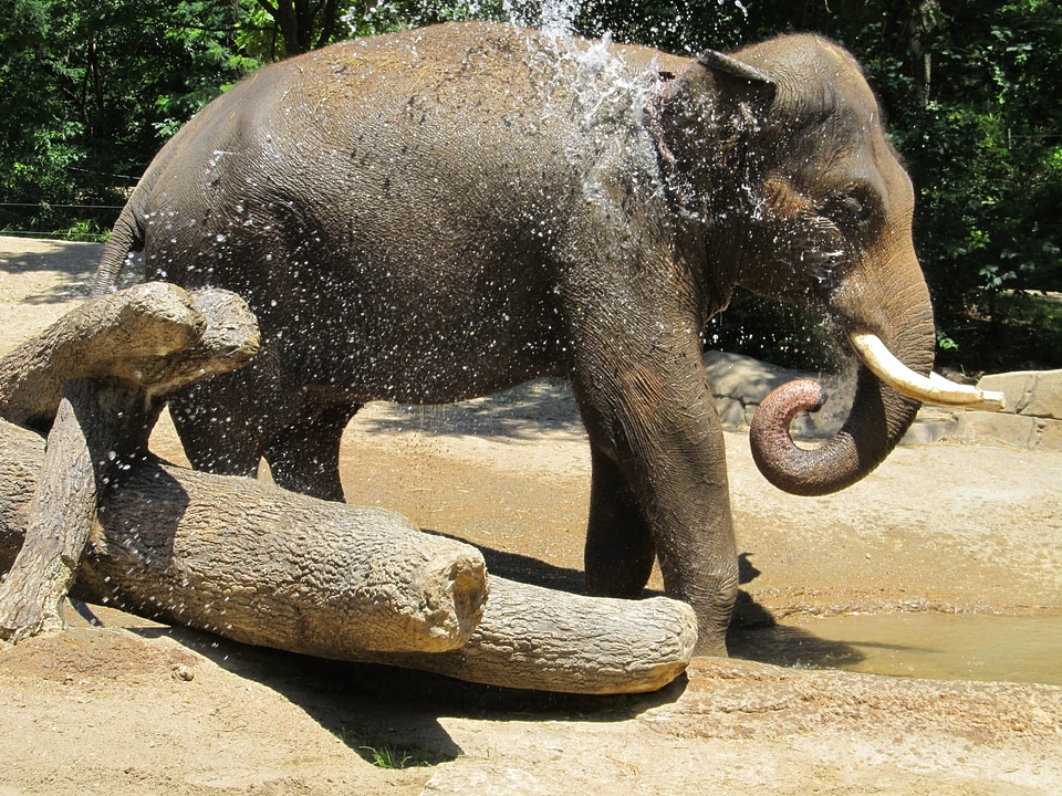 Wildlife water cooling
