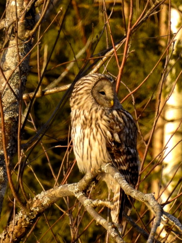 (Strigiformes: Strigidae) Strix uralensis, Slaguggla / Ural owl