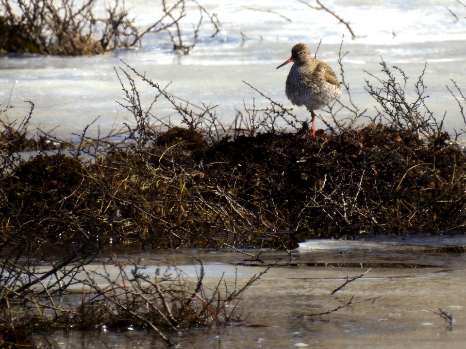 (Charadriiformes: Scolopacidae) Tringa totanus, Rödbena / Redshank
