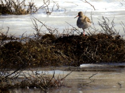 (Charadriiformes: Scolopacidae) Tringa totanus, Rödbena / Redshank