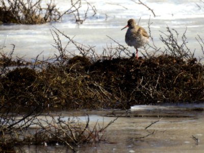 (Charadriiformes: Scolopacidae) Tringa totanus, Rödbena / Redshank photo