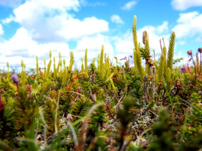 (Lycopodiales: Lycopodiaceae) Diphasiastrum alpinum, Fjällummer / Alpine clubmoss