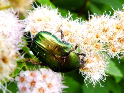 (Coleoptera: Scarabaeidae) Cetonia aurata, Gräsgrön guldbagge / Rose chafer