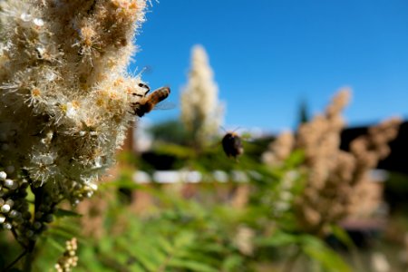 (Hymenoptera: Apidae) Apis mellifera, Honungsbi / Western honey bee
