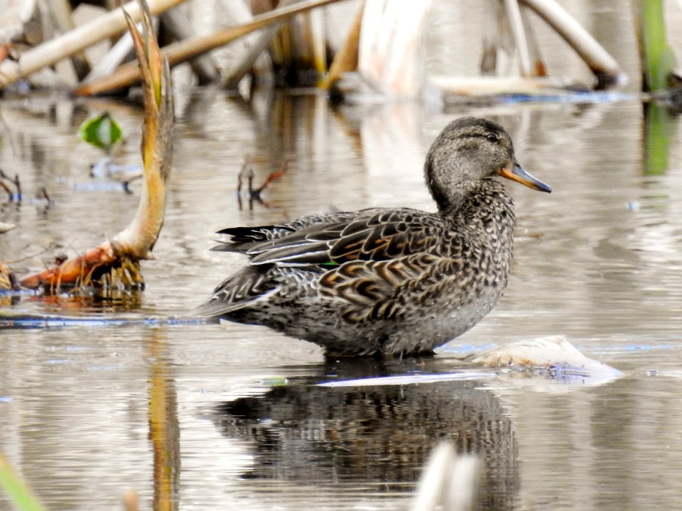 (Anseriformes: Anatidae) Anas crecca ♀, Kricka / Teal