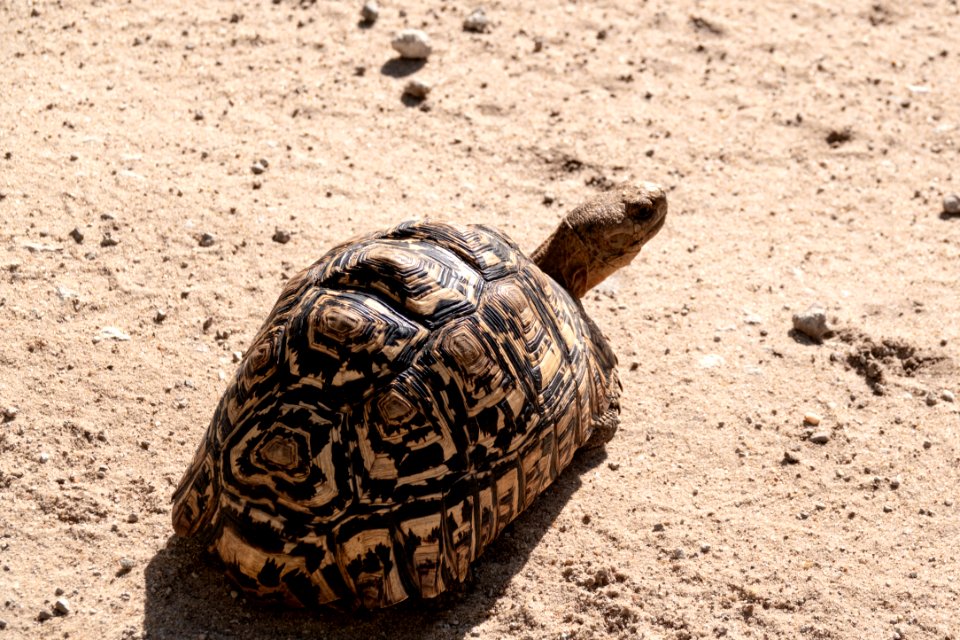(Testudines: Testudinidae) Stigmochelys pardalis, Leopardsköldpadda / Leopard tortoise