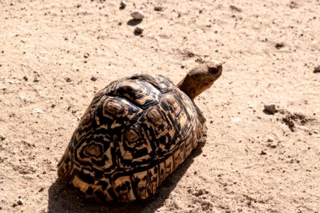 (Testudines: Testudinidae) Stigmochelys pardalis, Leopardsköldpadda / Leopard tortoise
