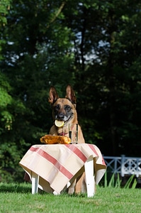 Belgian shepherd dog summer funny photo