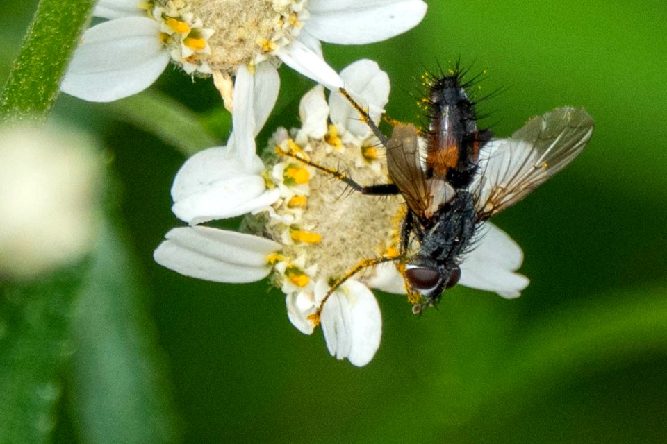 (Diptera: Tachinidae) Eriothrix rufomaculatus