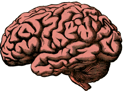 brain 49