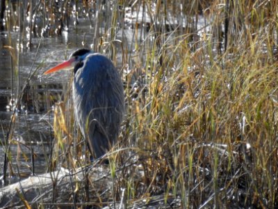 (Pelecaniformes: Ardeidae) Ardea cinerea, Gråhäger / Grey heron photo